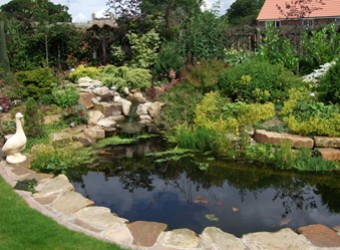 garden-with-pond